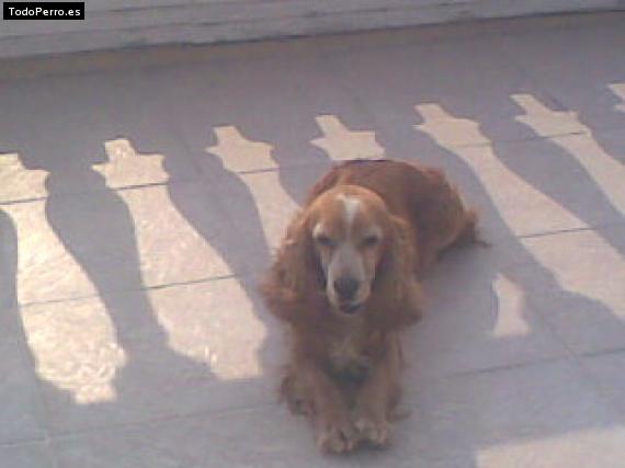 La foto del perro