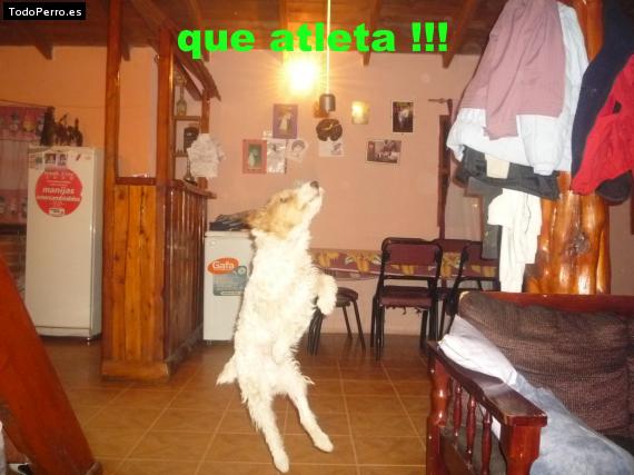 La foto del perro