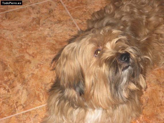 Foto del perro Willy
