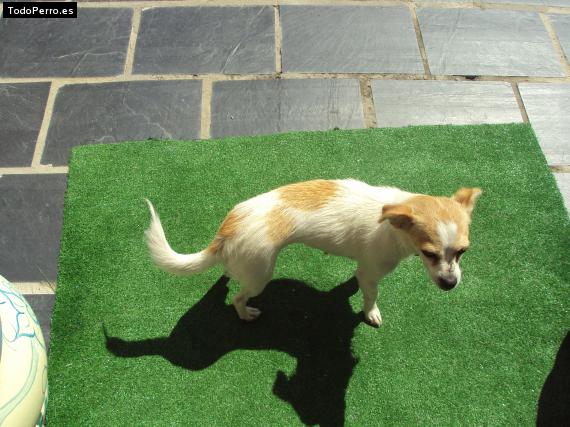 La foto del perro