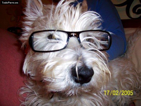 La foto del perro