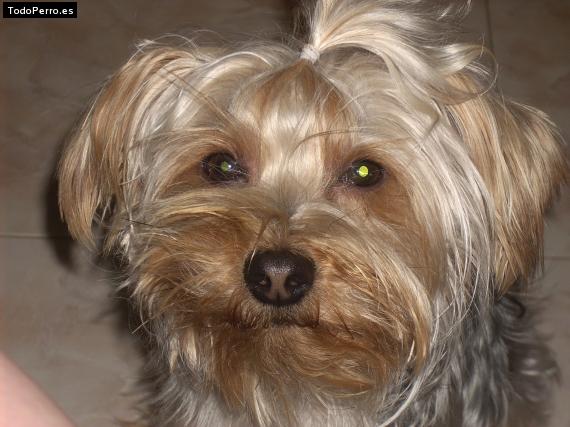 La foto del perro