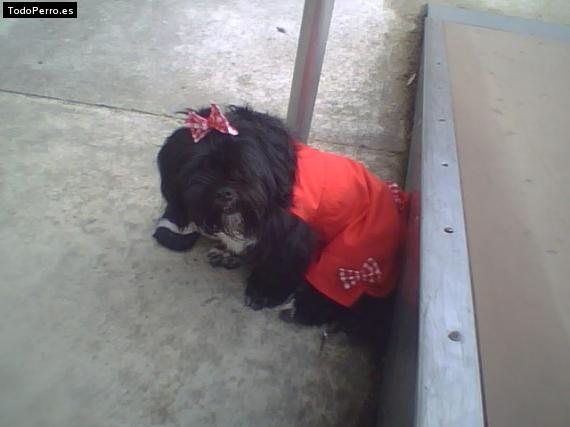 La foto del perro