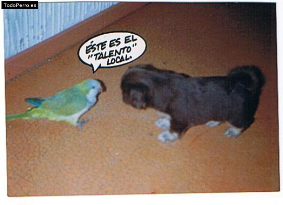 Foto del perro Caty