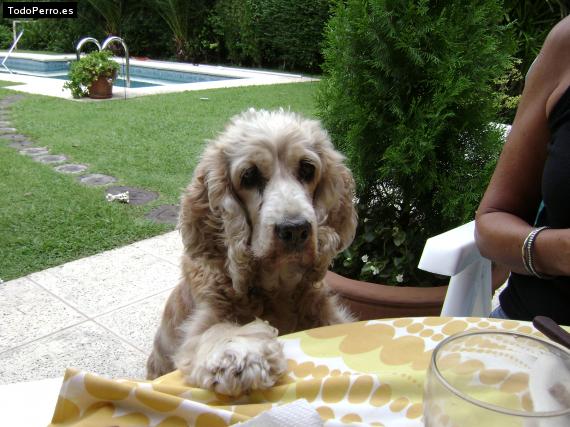 La foto del perro