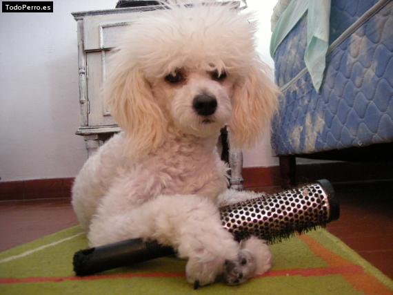 La foto del perro