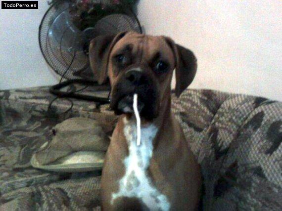 La foto del perro