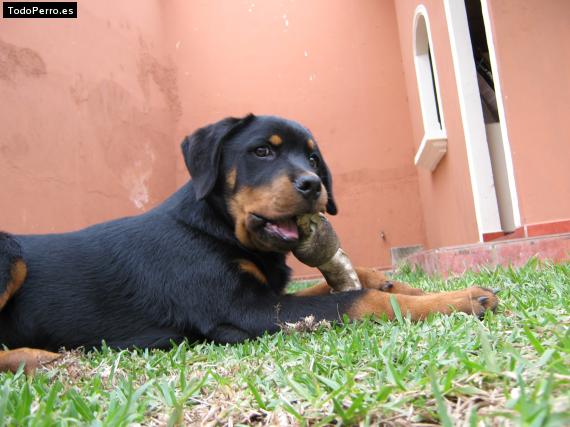 La foto del perro