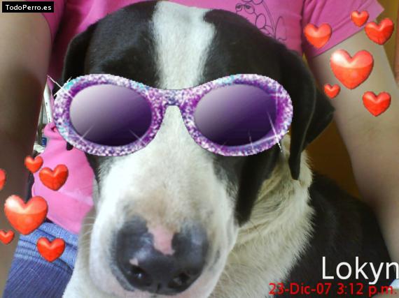 La foto del perro