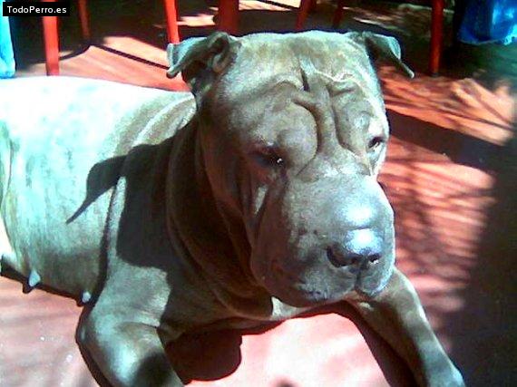 La foto del perro
