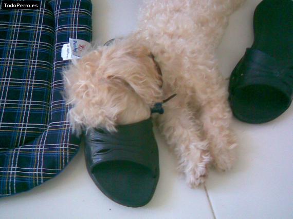 La foto del perro