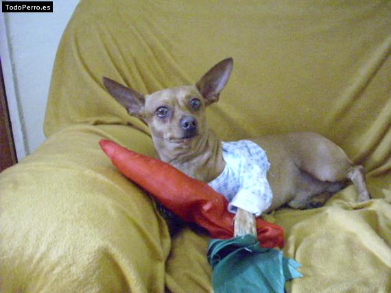 La foto del perro