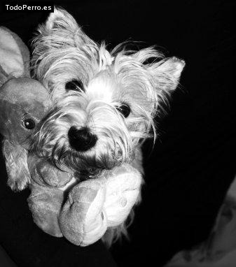 La foto del perro