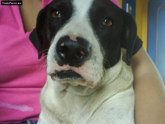 La foto del perro