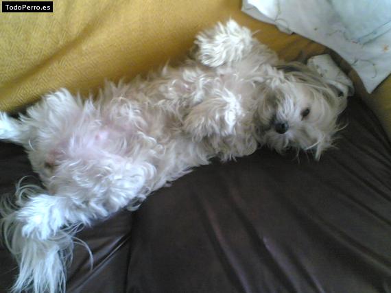 La foto del perro