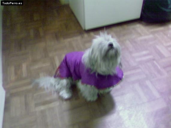 La foto del perro