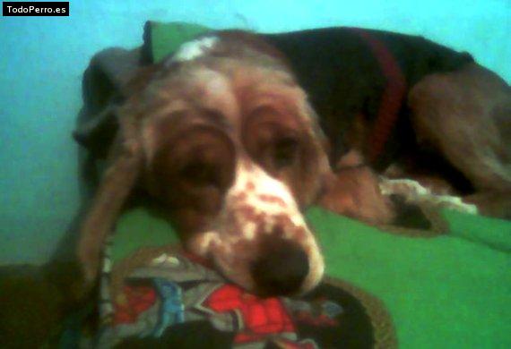La foto del perro