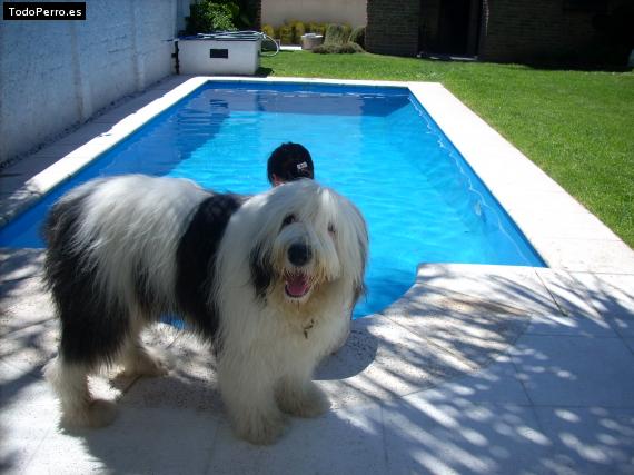 La foto del perro
