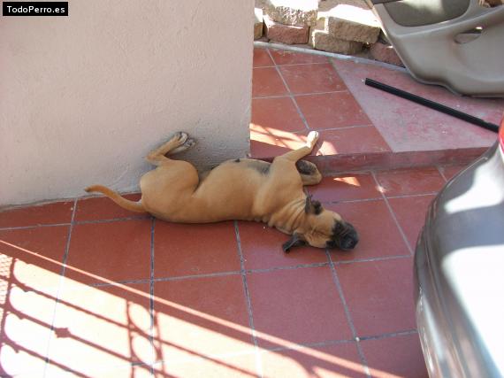La foto del perro