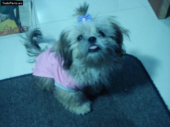 La foto del perro