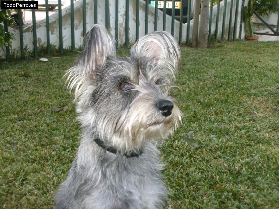 La foto del perro