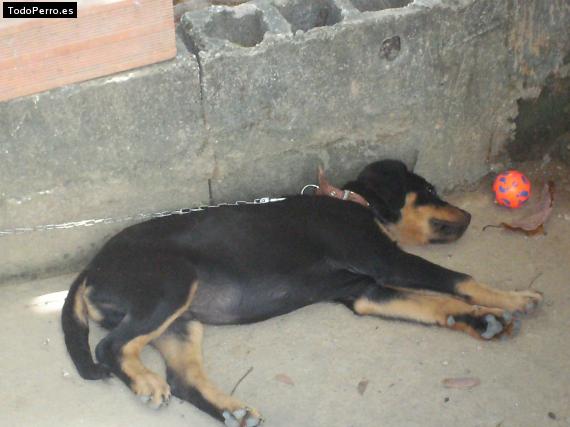 La foto del perro