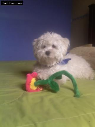 La foto del perro