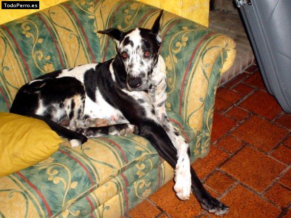 La foto del perro
