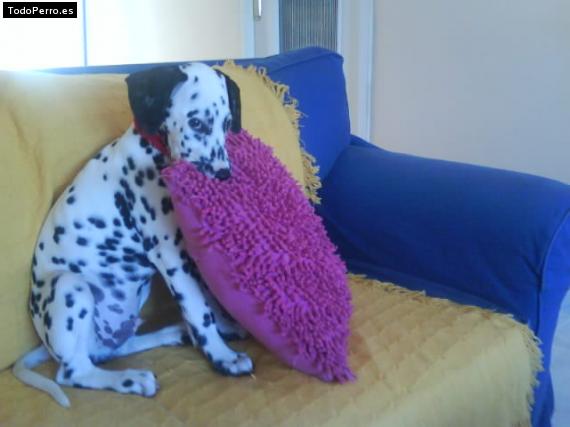 La foto del perro