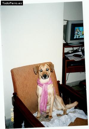 La foto del perro