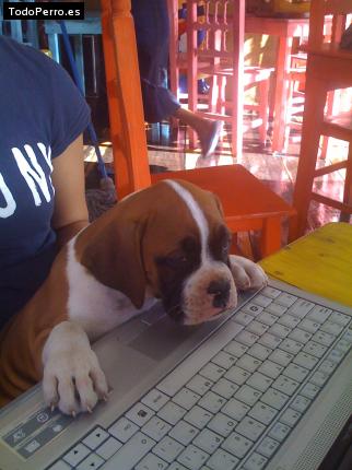La foto del perro