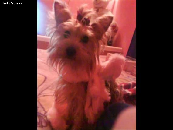 La foto del perro