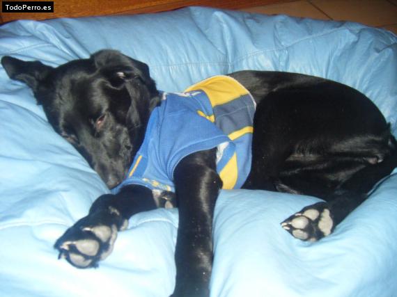 La foto del perro