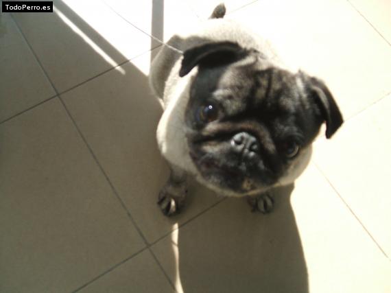 La foto del perro
