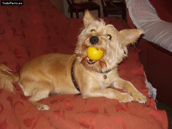 La foto del perro