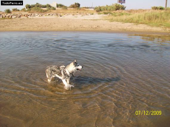 La foto del perro