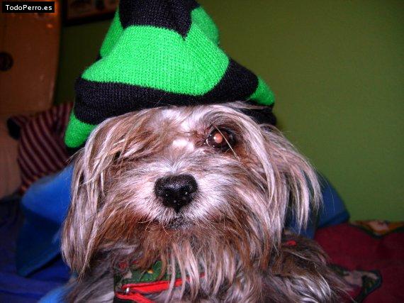 La foto del perro