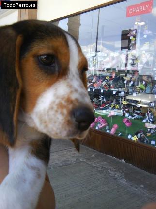 La foto del perro