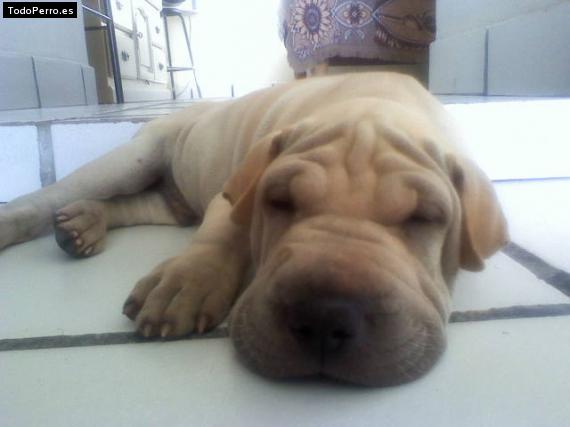 La foto del perro