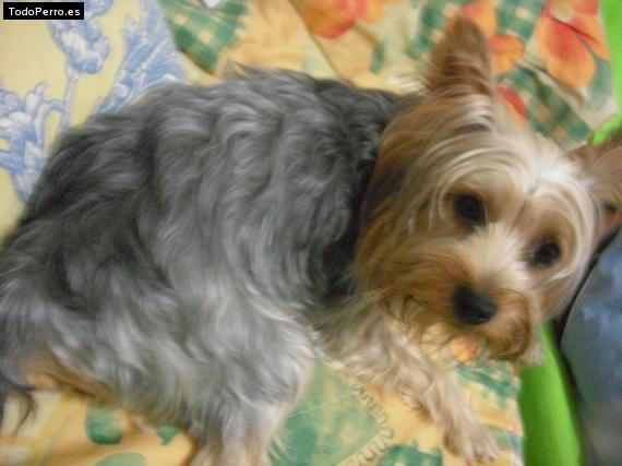 La foto del perro