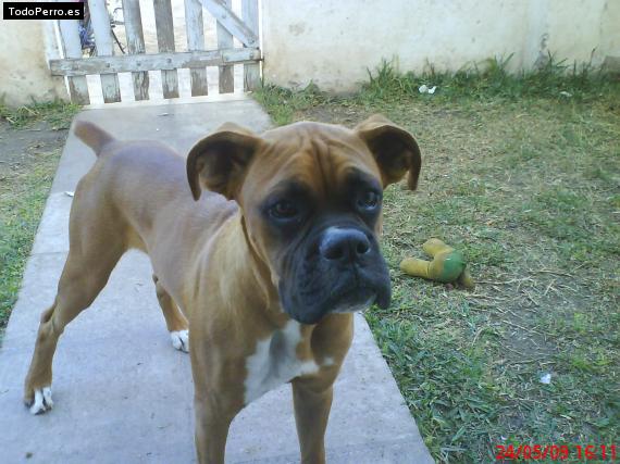 La foto del perro