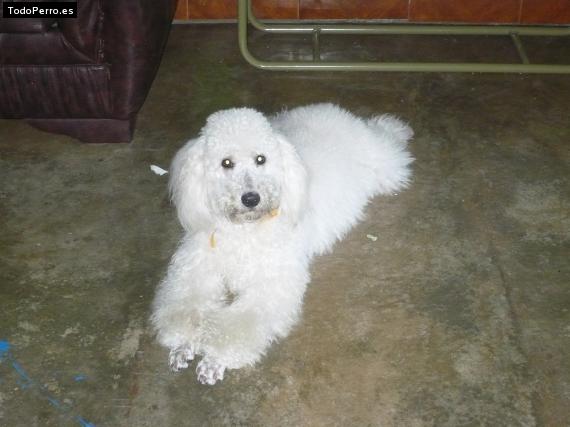 La foto del perro