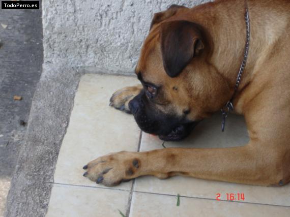 La foto del perro