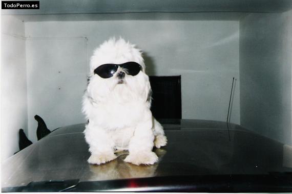 La foto del perro