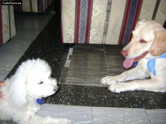 La foto del perro