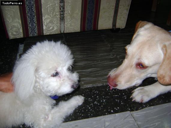 La foto del perro