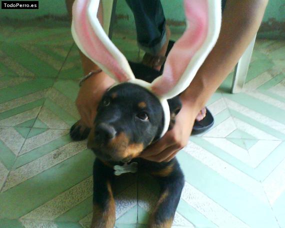 La foto del perro