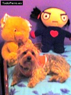 La foto del perro