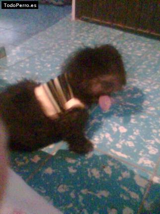 Foto del perro Woody