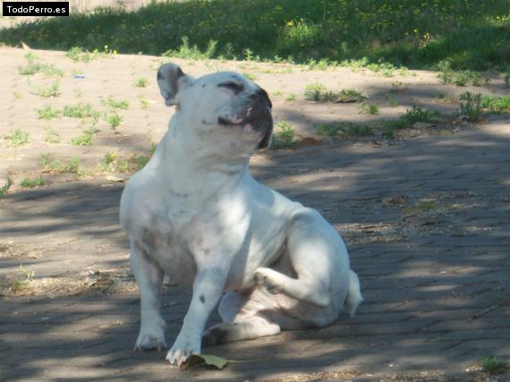 La foto del perro